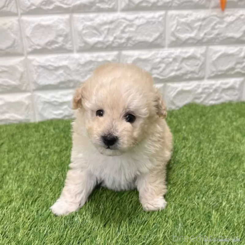 販売中の愛知県のトイプードル-440780