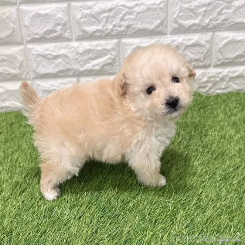 成約済の愛知県のトイプードル-440780の5枚目