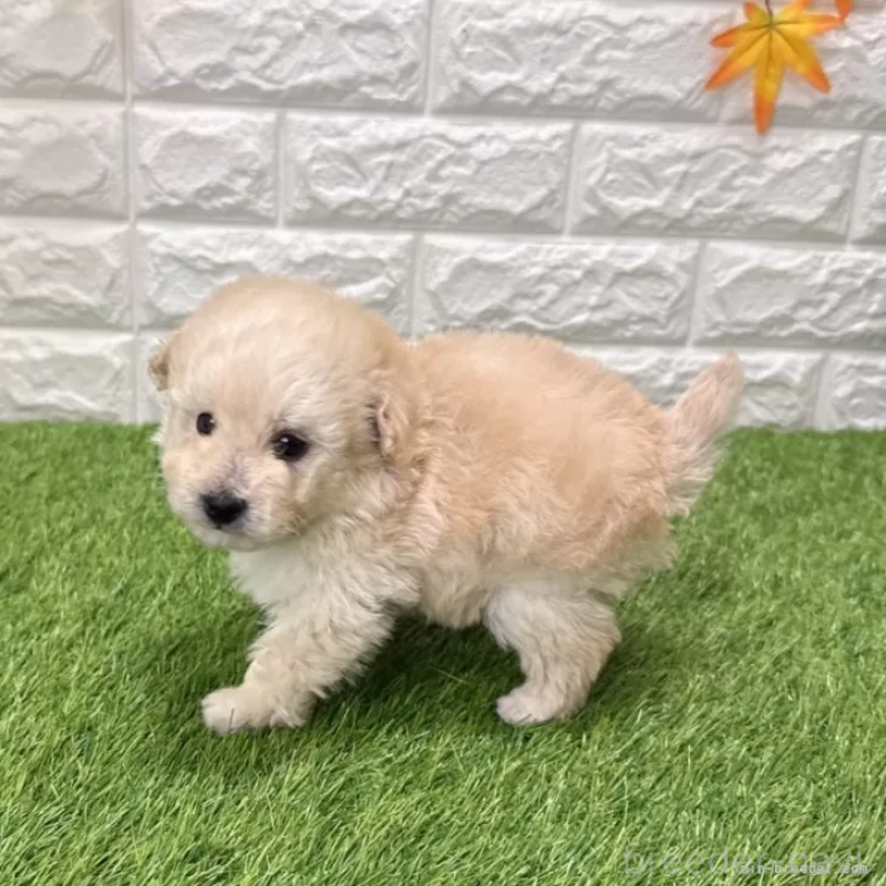 成約済の愛知県のトイプードル-440780の4枚目