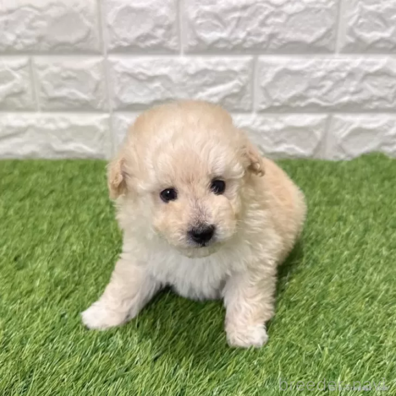 成約済の愛知県のトイプードル-440780の3枚目