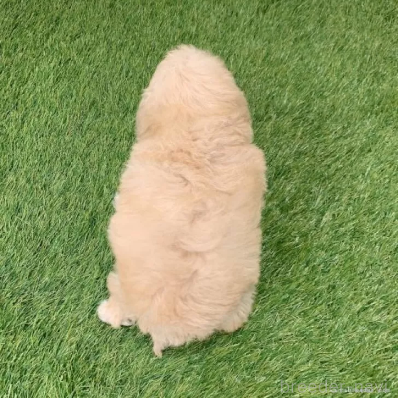 成約済の愛知県のトイプードル-440780の2枚目