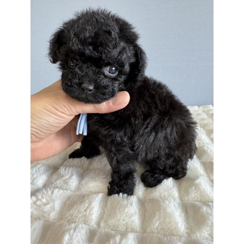 販売中の徳島県のティーカッププードル-441962の1枚目