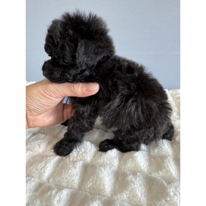 販売中の徳島県のティーカッププードル-441962の9枚目