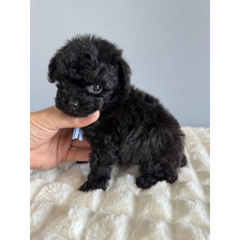 販売中の徳島県のティーカッププードル-441962の8枚目