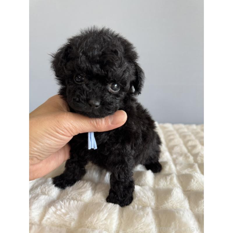 販売中の徳島県のティーカッププードル-441962の7枚目