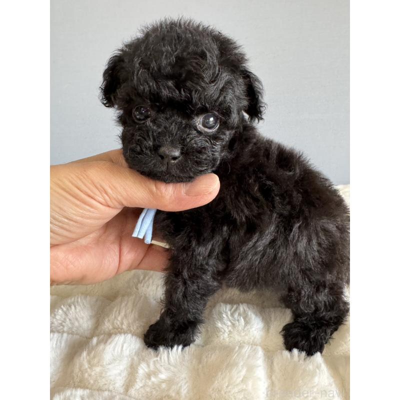 販売中の徳島県のティーカッププードル-441962の5枚目