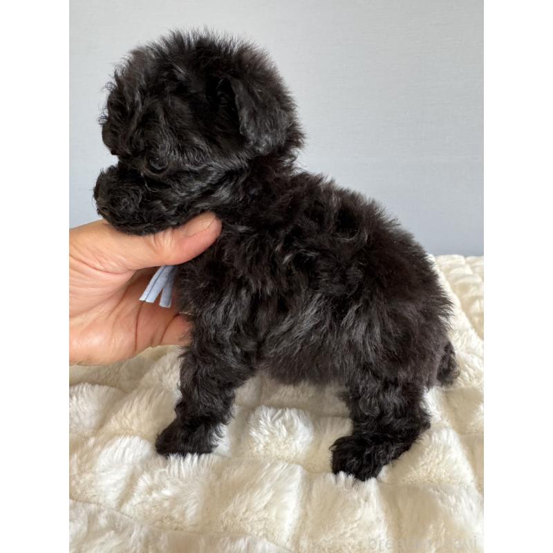 販売中の徳島県のティーカッププードル-441962の4枚目