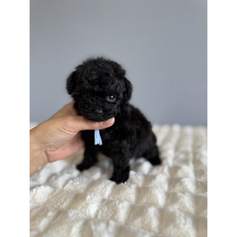 販売中の徳島県のティーカッププードル-441962の3枚目