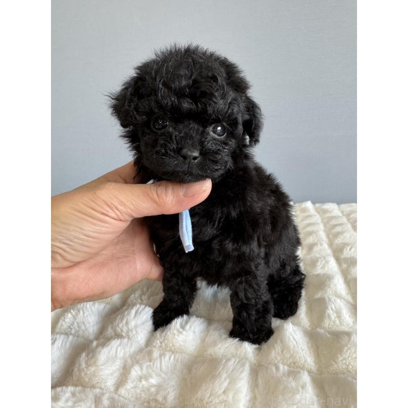 販売中の徳島県のティーカッププードル-441962の2枚目