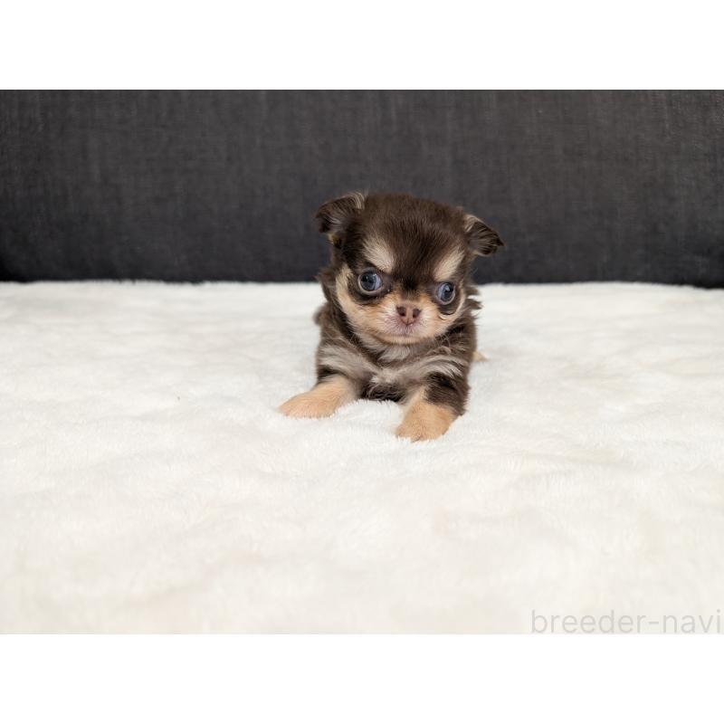 商談中の愛知県のチワワ(ロングコート)-440097の14枚目