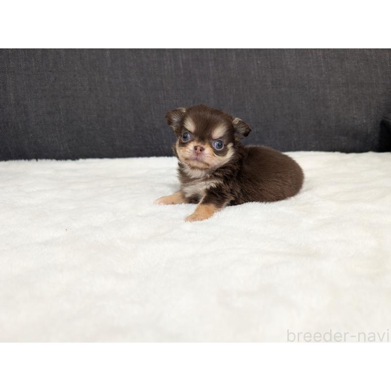 商談中の愛知県のチワワ(ロングコート)-440097の13枚目