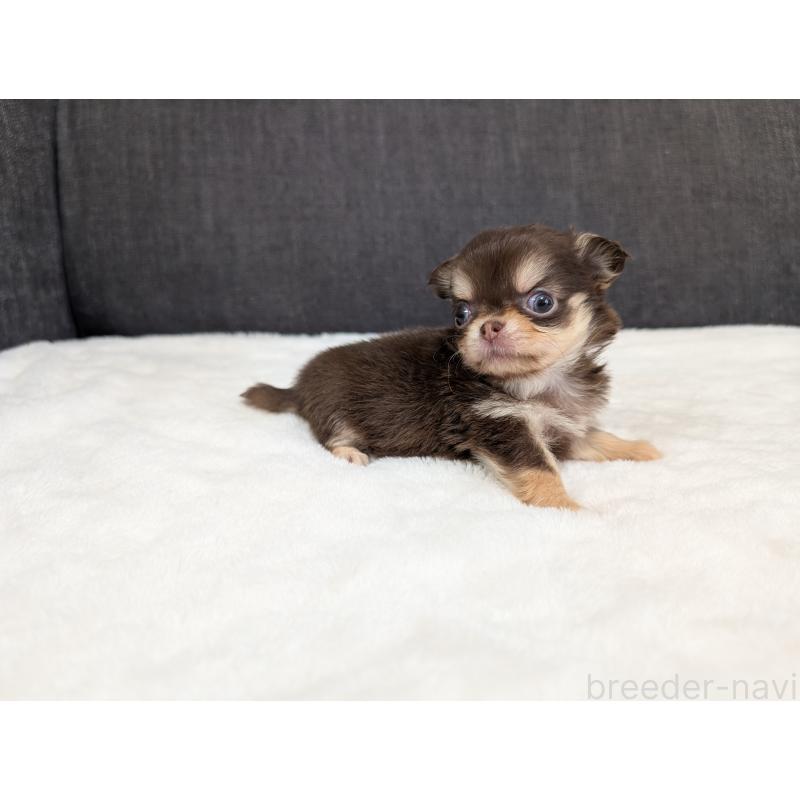 商談中の愛知県のチワワ(ロングコート)-440097の12枚目