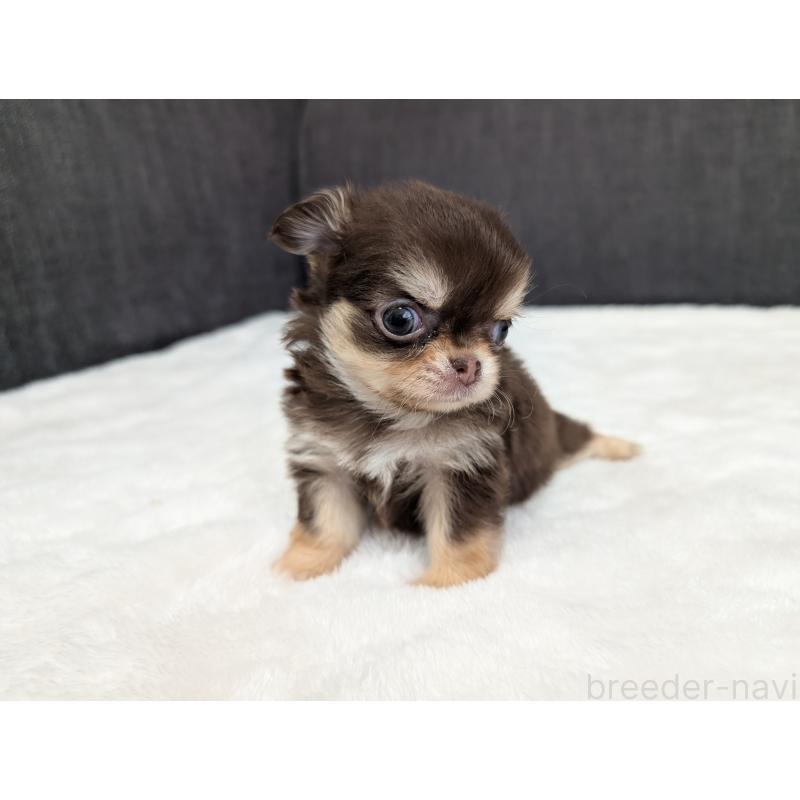 商談中の愛知県のチワワ(ロングコート)-440097の11枚目