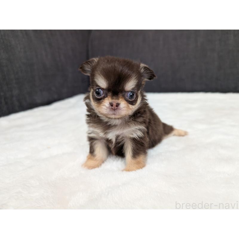 商談中の愛知県のチワワ(ロングコート)-440097の10枚目