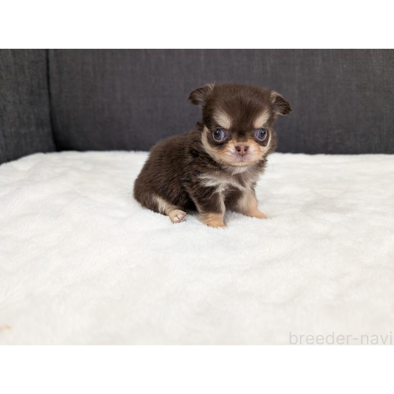 商談中の愛知県のチワワ(ロングコート)-440097の9枚目