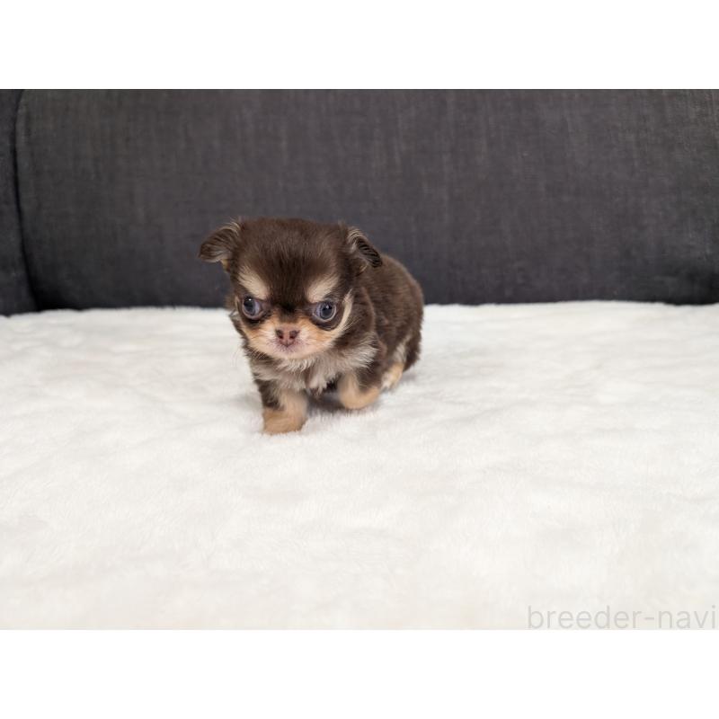 商談中の愛知県のチワワ(ロングコート)-440097の8枚目