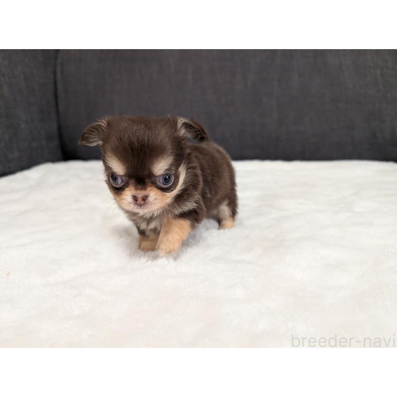 商談中の愛知県のチワワ(ロングコート)-440097の7枚目