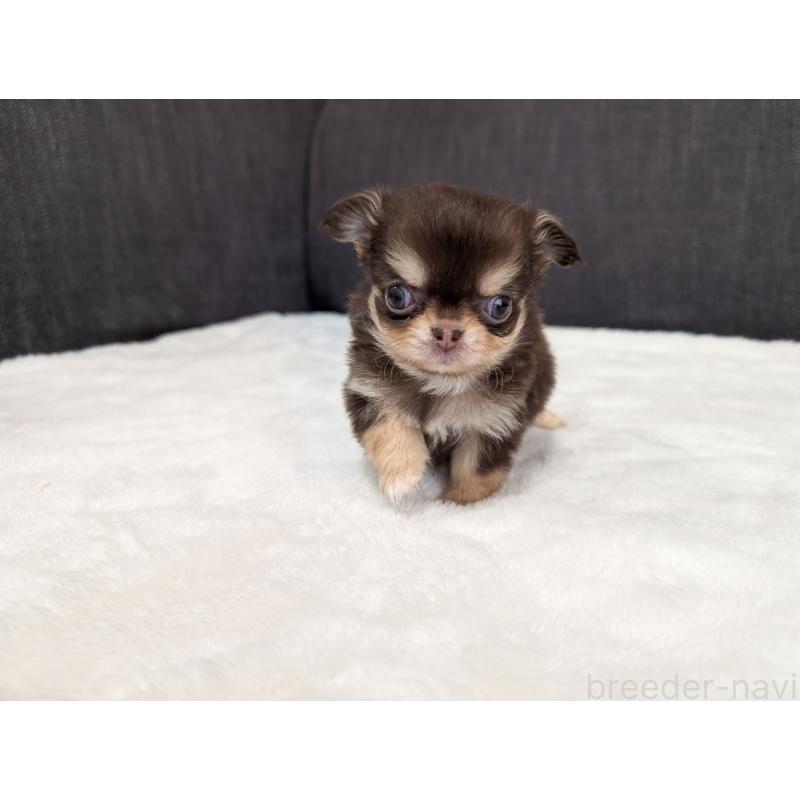 商談中の愛知県のチワワ(ロングコート)-440097の6枚目