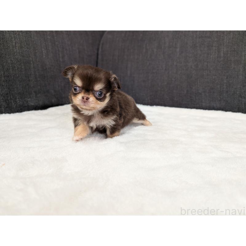 商談中の愛知県のチワワ(ロングコート)-440097の5枚目