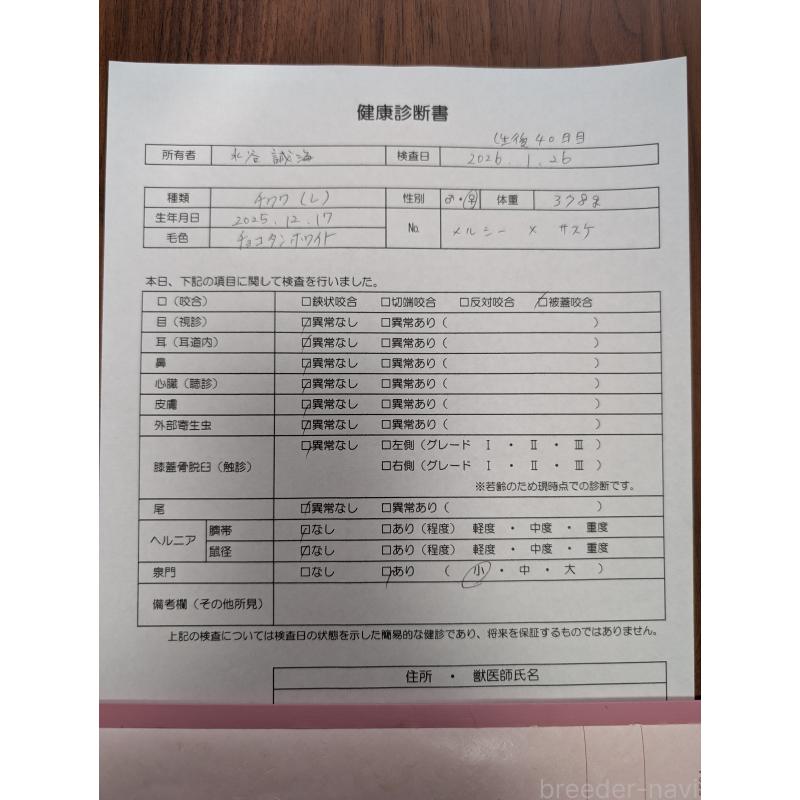 商談中の愛知県のチワワ(ロングコート)-440097の3枚目
