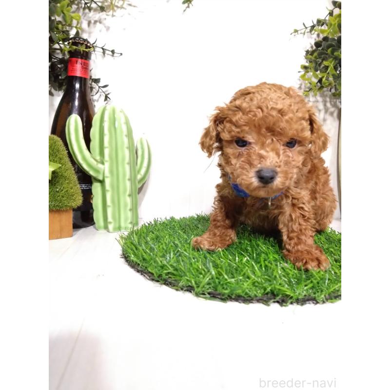 販売中の三重県のタイニープードル-441965