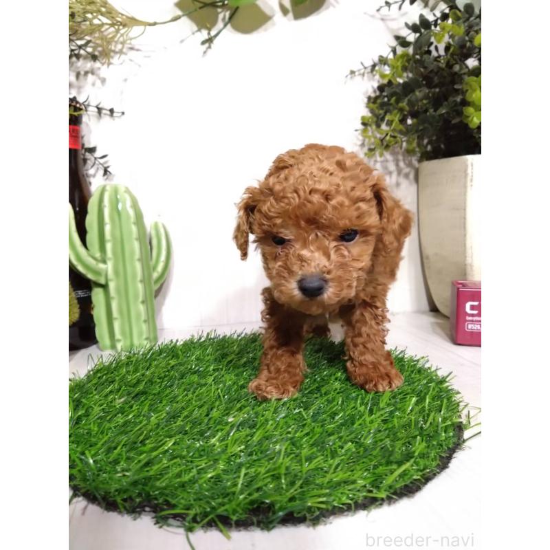 販売中の三重県のタイニープードル-441965の7枚目