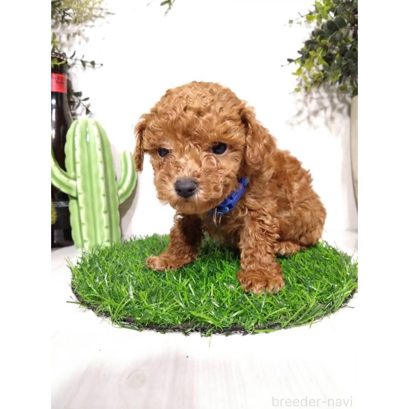 販売中の三重県のタイニープードル-441965の6枚目