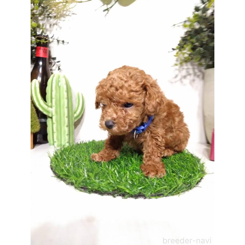 販売中の三重県のタイニープードル-441965の5枚目