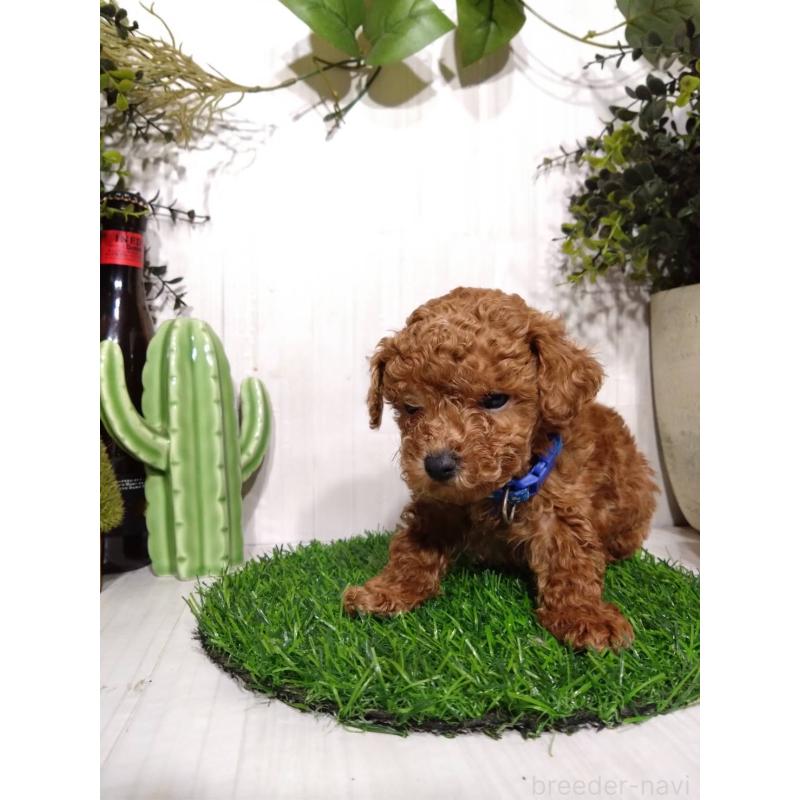 販売中の三重県のタイニープードル-441965の3枚目