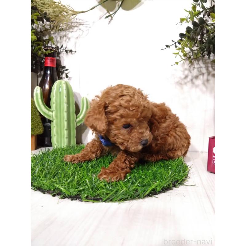 販売中の三重県のタイニープードル-441965の2枚目