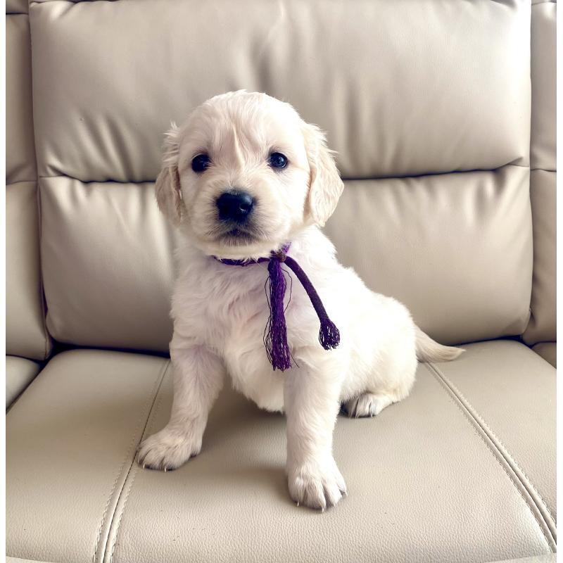 販売中の東京都のゴールデンレトリーバー-440375