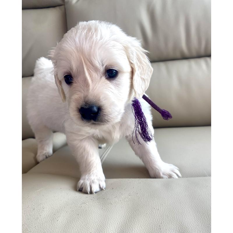 商談中の東京都のゴールデンレトリーバー-440375の68枚目