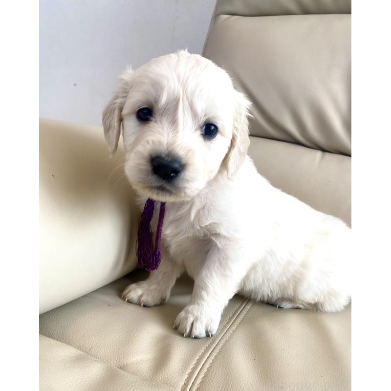 商談中の東京都のゴールデンレトリーバー-440375の67枚目