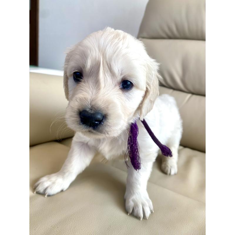 商談中の東京都のゴールデンレトリーバー-440375の66枚目