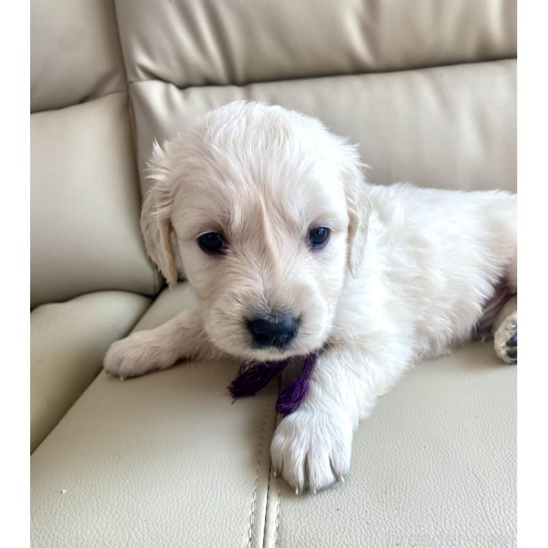 商談中の東京都のゴールデンレトリーバー-440375の65枚目