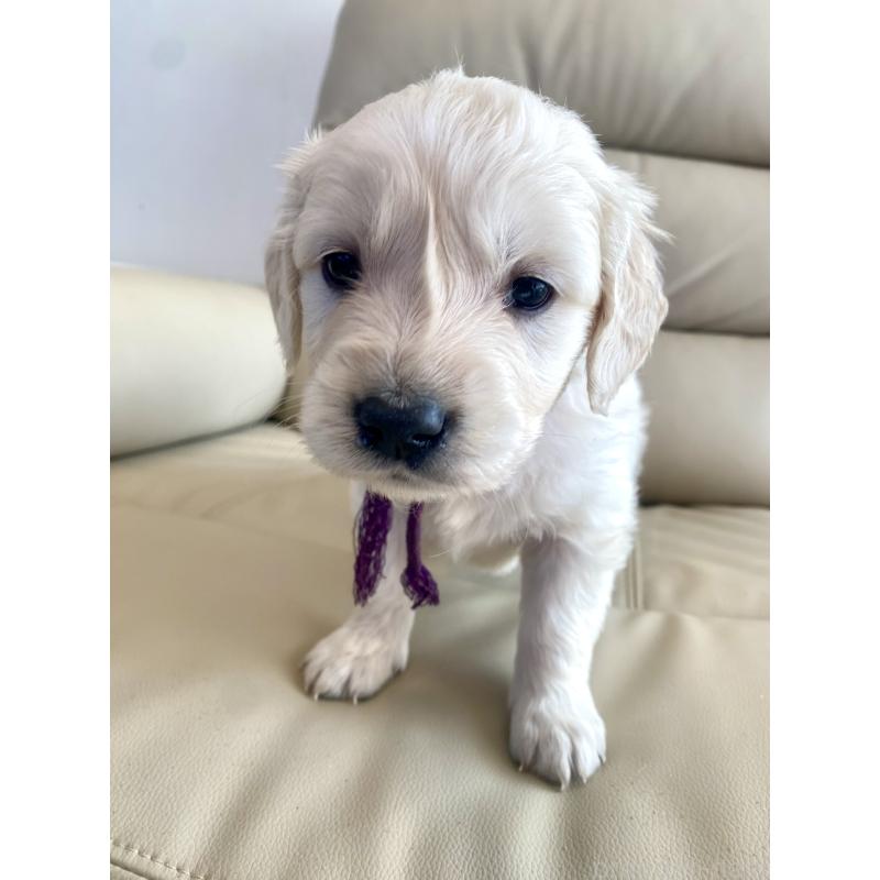 商談中の東京都のゴールデンレトリーバー-440375の64枚目