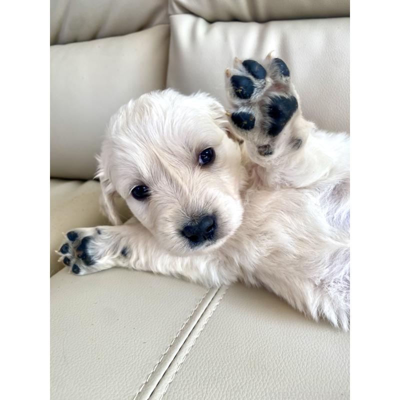 商談中の東京都のゴールデンレトリーバー-440375の63枚目