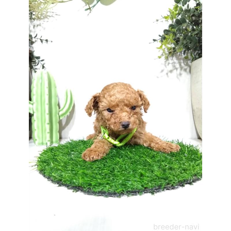 販売中の三重県のタイニープードル-441966