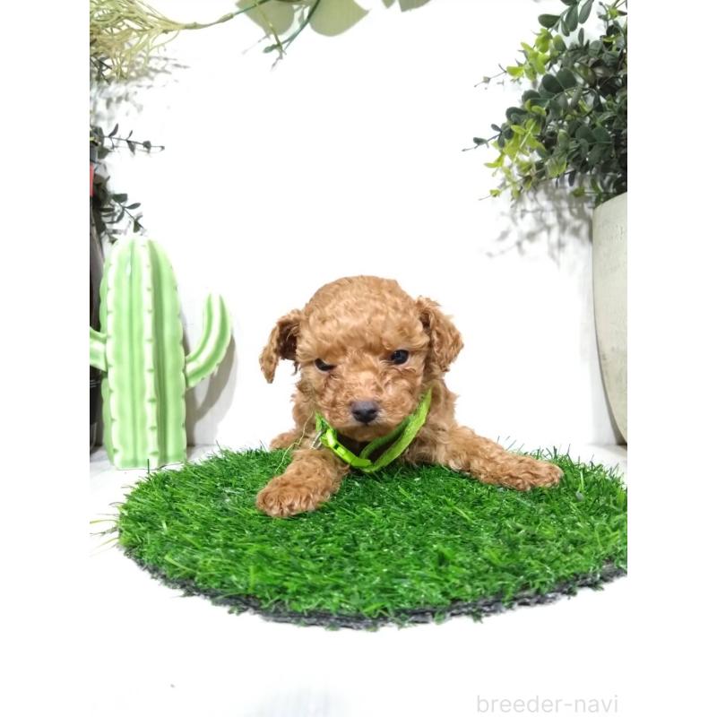 販売中の三重県のタイニープードル-441966の8枚目