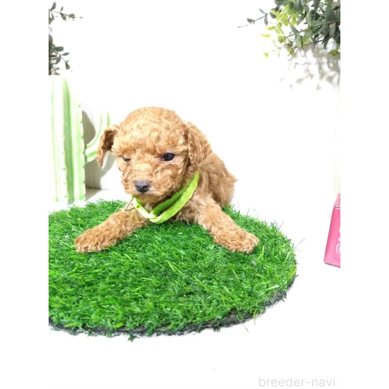 販売中の三重県のタイニープードル-441966の9枚目