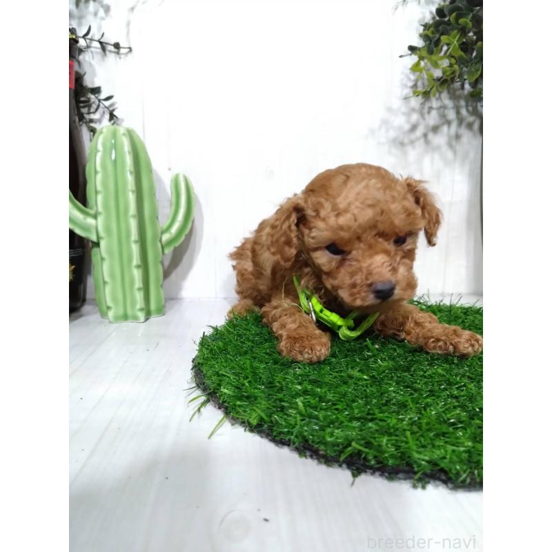 販売中の三重県のタイニープードル-441966の6枚目