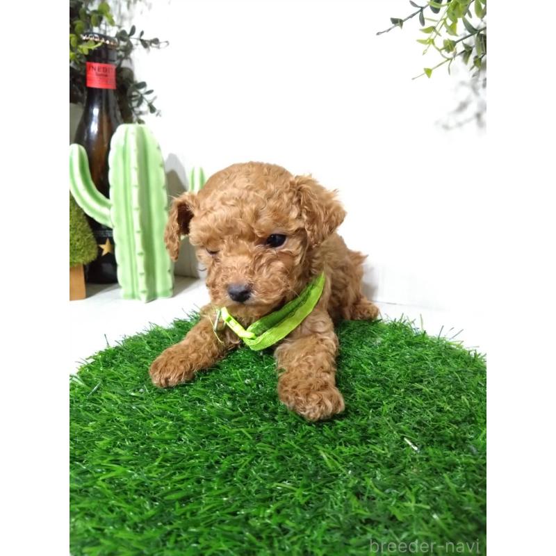 販売中の三重県のタイニープードル-441966の5枚目