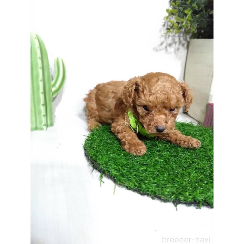 販売中の三重県のタイニープードル-441966の4枚目