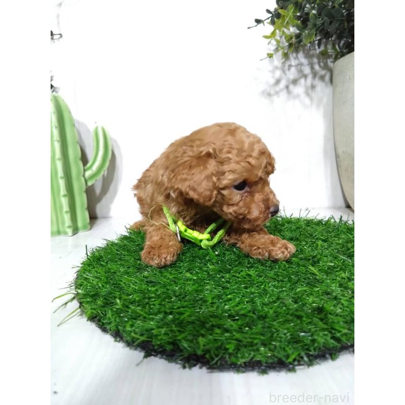 販売中の三重県のタイニープードル-441966の3枚目