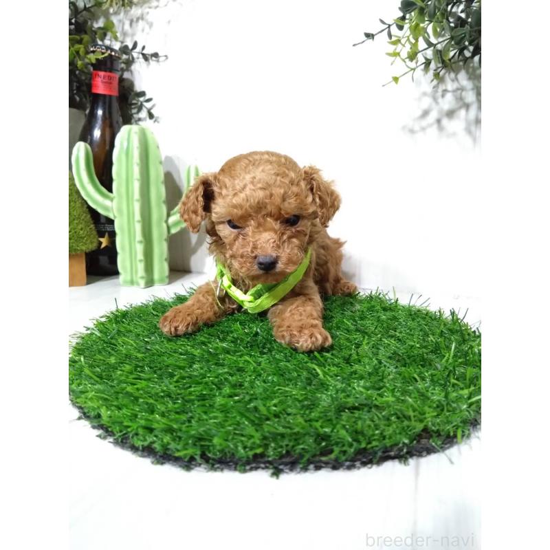 販売中の三重県のタイニープードル-441966の2枚目