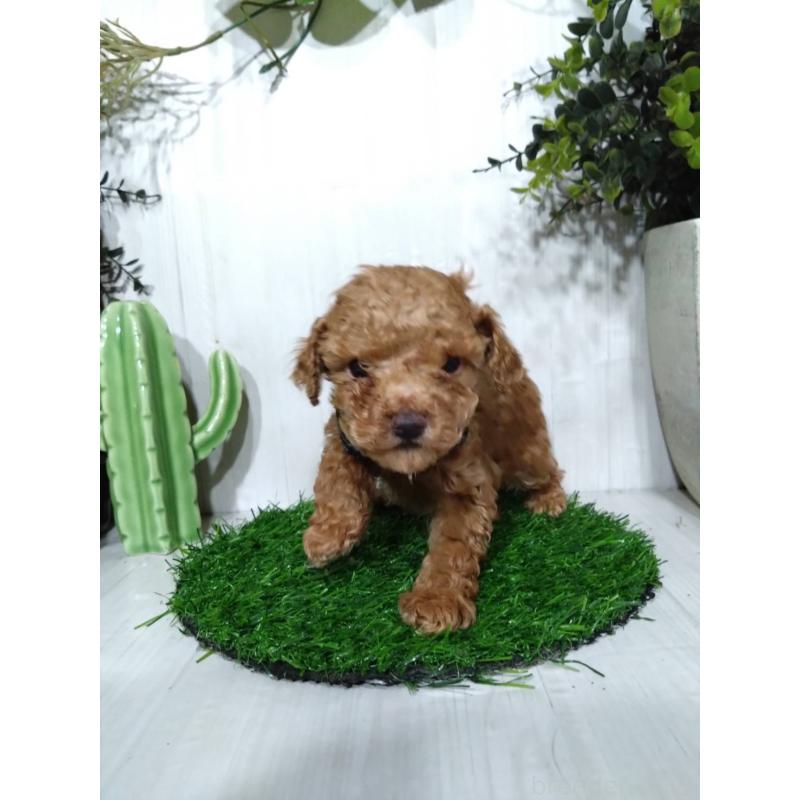 販売中の三重県のタイニープードル-441968の7枚目