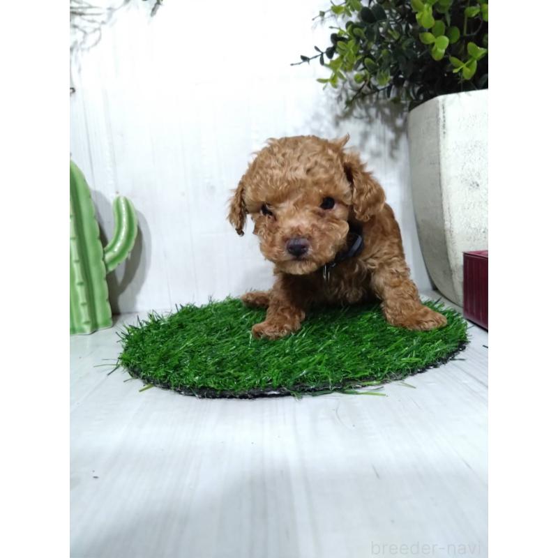 販売中の三重県のタイニープードル-441968の6枚目