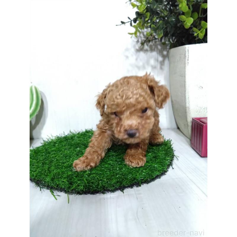 販売中の三重県のタイニープードル-441968の5枚目