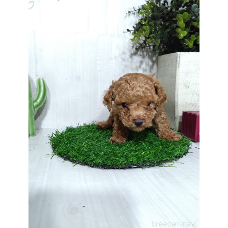 販売中の三重県のタイニープードル-441968の3枚目