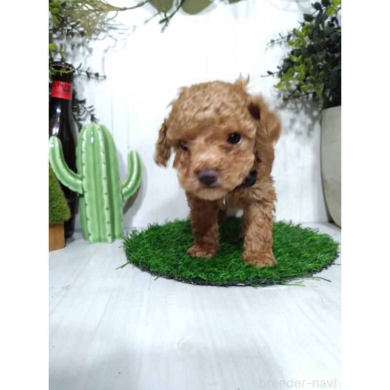 販売中の三重県のタイニープードル-441968の4枚目